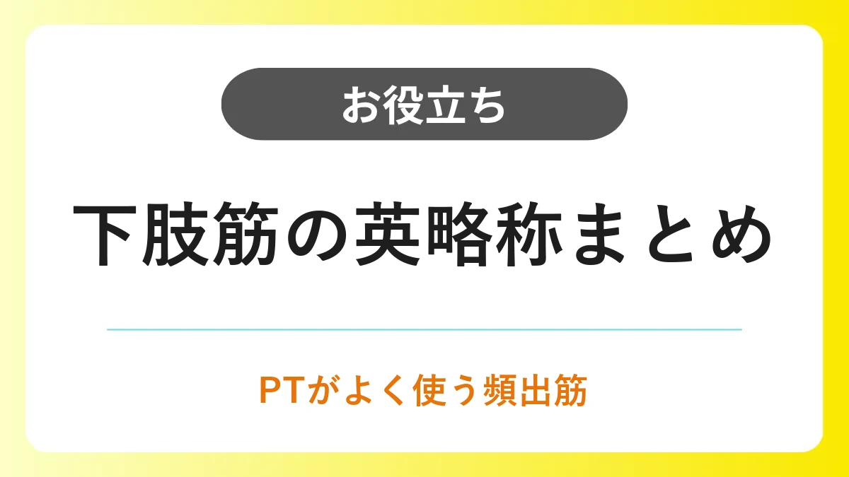 下肢筋の英略称まとめ｜PTがよく使う頻出筋 | 医療キャリアナビ