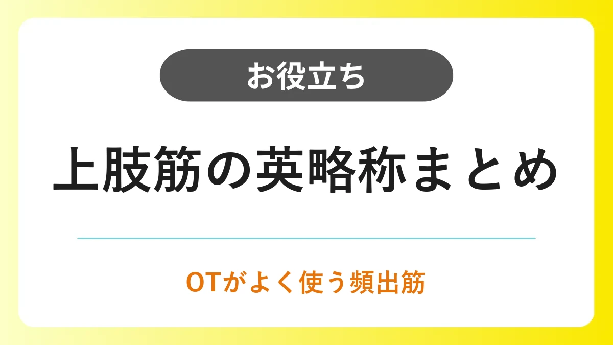 上肢筋の英略称まとめ｜OTがよく使う部位別の頻出筋 イメージ