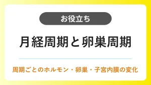 月経周期｜卵巣・子宮内膜・ホルモンの変化 イメージ