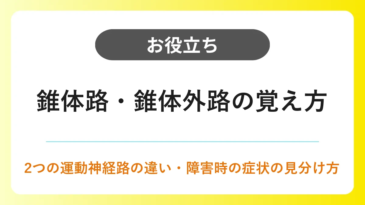 錐体路と錐体外路の違い｜覚え方と障害時の症状 イメージ
