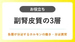副腎皮質の3層｜覚え方と各ホルモンの働き イメージ