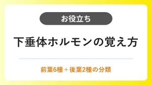 下垂体ホルモン｜前葉と後葉のホルモンの覚え方 イメージ
