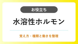 水溶性ホルモン｜覚え方・種類・作用機序 イメージ